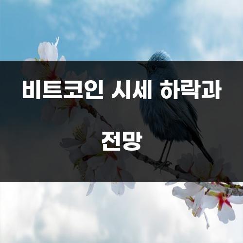 비트코인 시세 하락과 전망